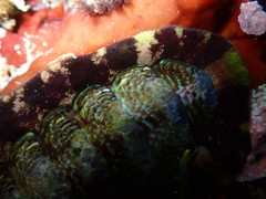 Onithochiton quercinus