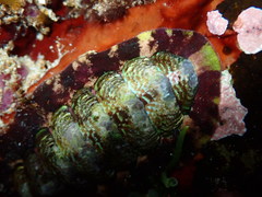 Onithochiton quercinus