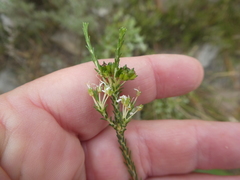 Agathosma latipetala