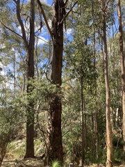 Podargus strigoides strigoides