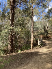 Podargus strigoides strigoides