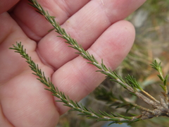 Agathosma latipetala