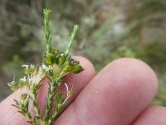 Agathosma latipetala