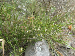 Agathosma latipetala