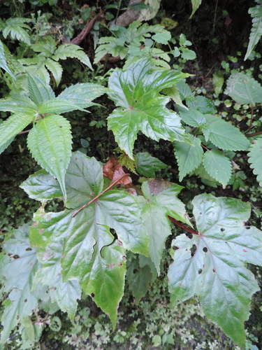 Begonia oxyloba image