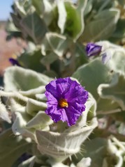 Solanum lasiophyllum