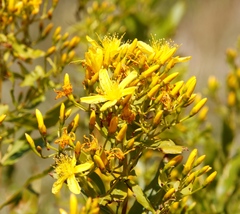 Hypericum canariense