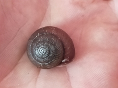 Ponderconcha murphyi