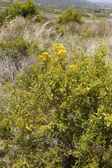 Hypericum canariense