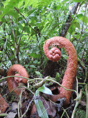Ptisana
