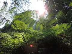 Ptisana