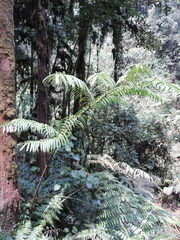 Ptisana
