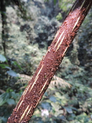 Ptisana