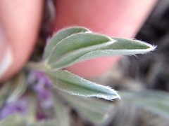 Astragalus tridactylicus