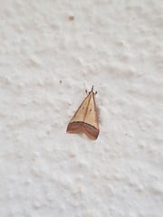 Pseudonoorda rubricostalis