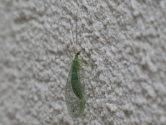 Pseudomallada benedictae