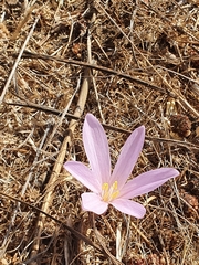 Colchicum hierosolymitanum