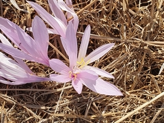 Colchicum hierosolymitanum