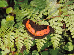 Precis tugela pyriformis