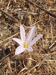 Colchicum hierosolymitanum