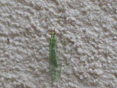 Pseudomallada benedictae