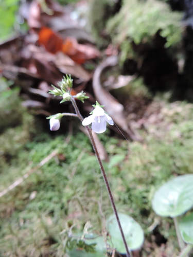 Saintpauliopsis lebrunii image