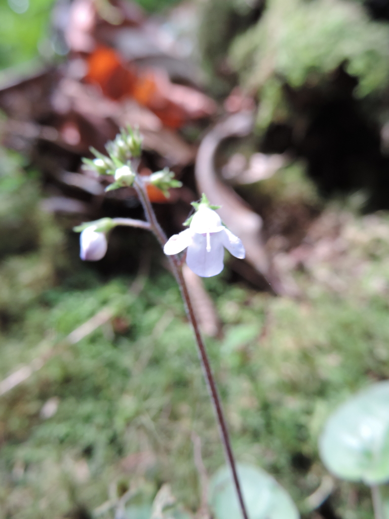 Saintpauliopsis