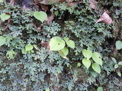Selaginella lewalleana