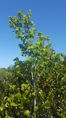 Acer rubrum image