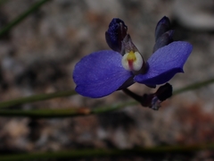 Comesperma sphaerocarpum