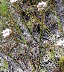 Pseudoselago gracilis