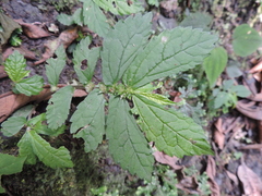 Elatostema monticola
