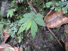 Elatostema monticola