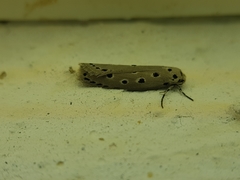 Ethmia circumdatella