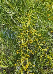 Acacia cuspidifolia