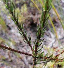 Pseudoselago gracilis