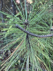 Pinus yunnanensis