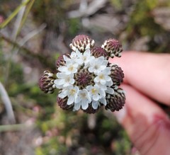 Pseudoselago gracilis