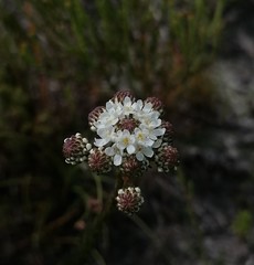 Pseudoselago gracilis