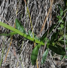 Pseudoselago verbenacea