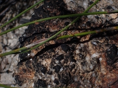 Comesperma sphaerocarpum