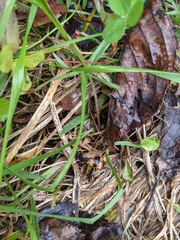 Nicrophorus quadripunctatus