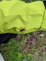 Nicrophorus quadripunctatus