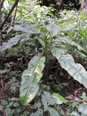 Scadoxus multiflorus