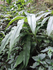 Scadoxus multiflorus