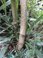 Scadoxus multiflorus