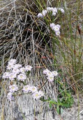 Pseudoselago verbenacea