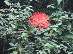 Scadoxus multiflorus