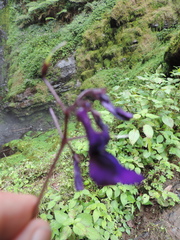 Streptocarpus glandulosissimus image