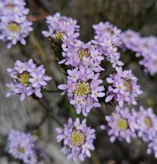 Pseudoselago verbenacea
